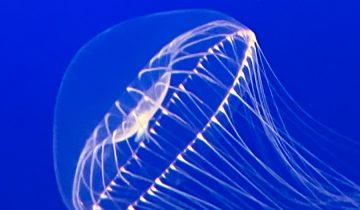 Aequorea_spp