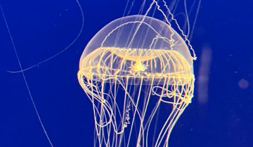 Aequorea_spp