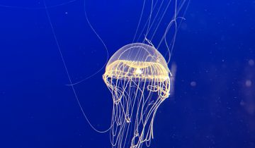 Aequorea_spp