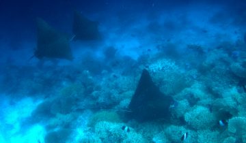 Aetobatus_narinari