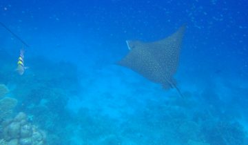 Aetobatus_narinari