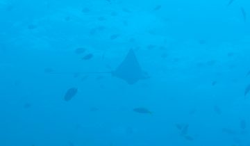 Aetobatus_narinari