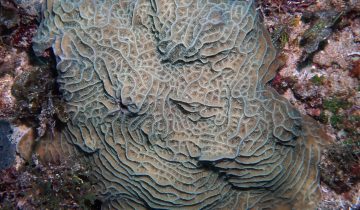 Agaricia_agaricites