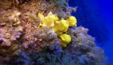 Agelas_oroides