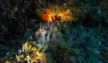 Aglaophenia_pluma