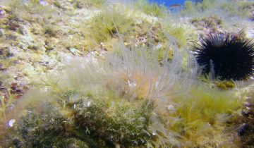 Aglaophenia_pluma