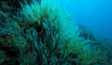 Aglaophenia_pluma