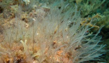 Aglaophenia_pluma
