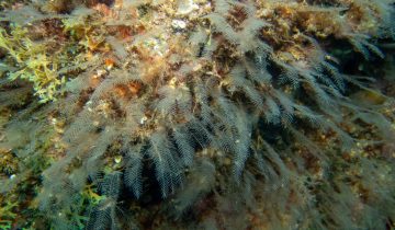 Aglaophenia_pluma