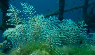 Aglaophenia_pluma