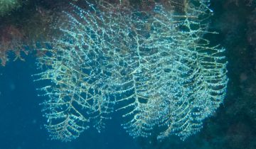 Aglaophenia_pluma