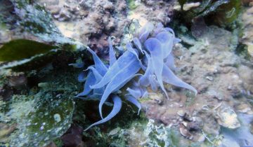 Aiptasia_mutabilis