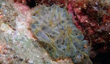 Aiptasia_mutabilis