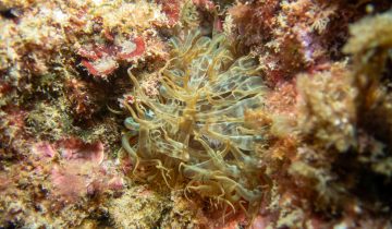 Aiptasia_mutabilis