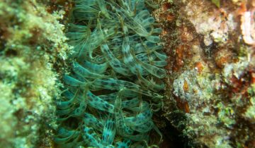 Aiptasia_mutabilis