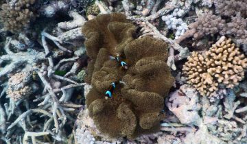 Amphiprion_clarkii