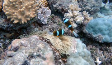 Amphiprion_clarkii