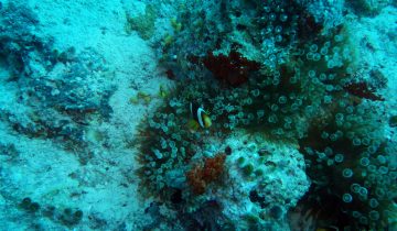 Amphiprion_clarkii