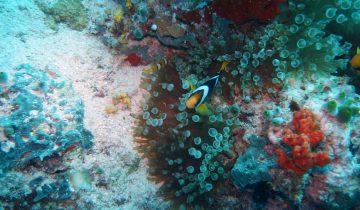 Amphiprion_clarkii