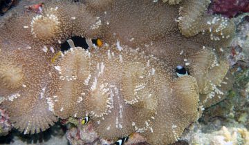 Amphiprion_clarkii