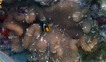 Amphiprion_clarkii