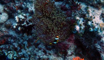 Amphiprion_clarkii