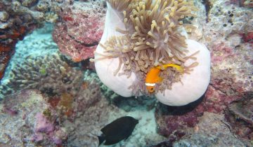 Amphiprion_frenatus