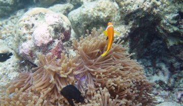 Amphiprion_frenatus