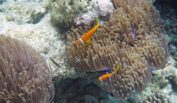 Amphiprion_frenatus