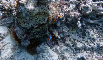 Amphiprion_melanopus