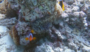Amphiprion_melanopus