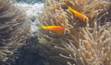 Amphiprion_nigripes