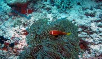 Amphiprion_nigripes