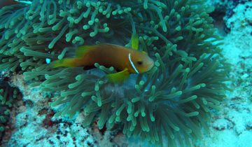 Amphiprion_nigripes