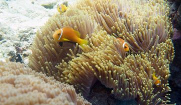 Amphiprion_nigripes