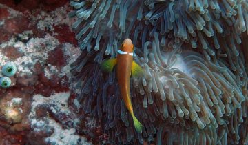Amphiprion_nigripes