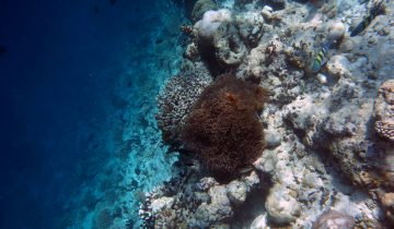 Amphiprion_nigripes