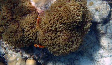 Amphiprion_nigripes