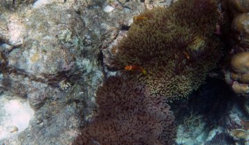 Amphiprion_nigripes