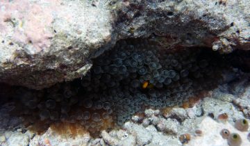 Amphiprion_nigripes