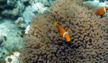 Amphiprion_nigripes