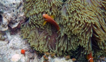 Amphiprion_nigripes