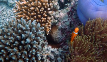 Amphiprion_nigripes