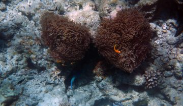 Amphiprion_nigripes