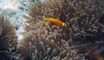 Amphiprion_nigripes