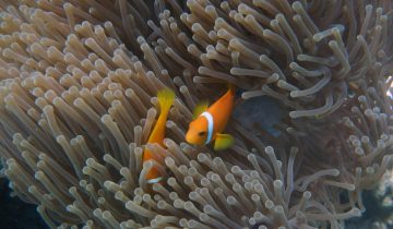 Amphiprion_nigripes