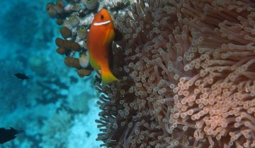 Amphiprion_nigripes