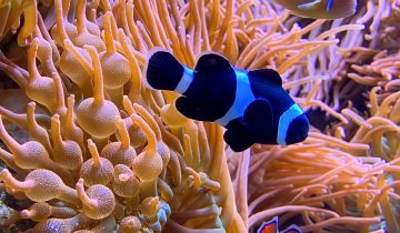 Amphiprion_ocellaris