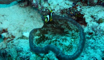 Amphiprion_sebae