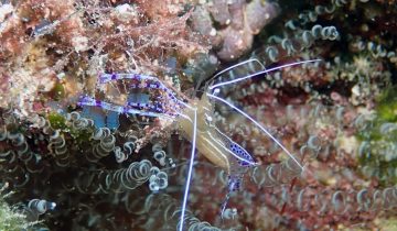Ancylomenes_pedersoni